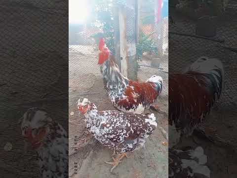 , title : 'Casal da galinha mais valorizada do Brasil gsb'
