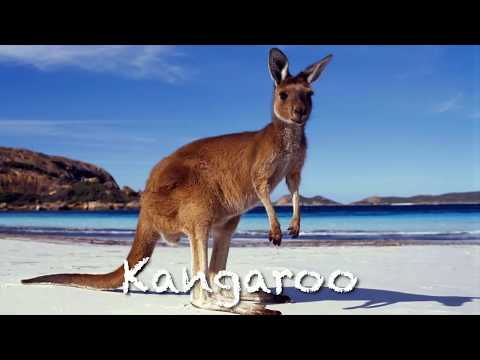 The ANIMALS Alphabet Song