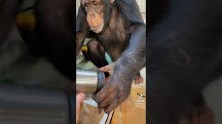 Download lagu Monkey Making A Coffee #Shorts #YoutubeShorts mp3