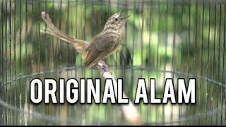 Download lagu PANCINGAN CIGUN asli suara alam mp3 Download lagu PANCINGAN CIGUN asli suara alam mp3