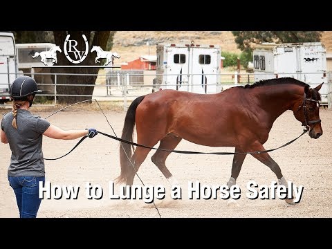 How to Lunge a Horse Safely