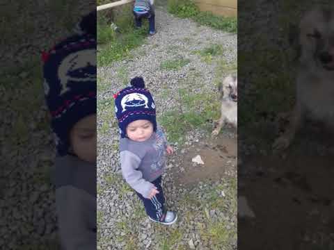 Mehdi ve it (10 iyul 2018)