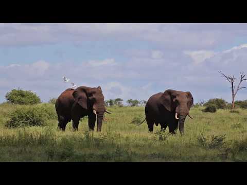 Big Bull Elephants walking on the Savannah in Africa