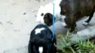 &quot;Help me, Orson wants to play&quot;