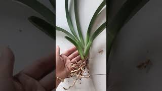 kiếm vàng tây ninh sần nhẹ sdt 0962237739