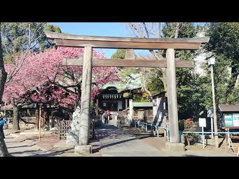 🩷 First Cherry Blossoms 2024 Japan / Ebara Shrine