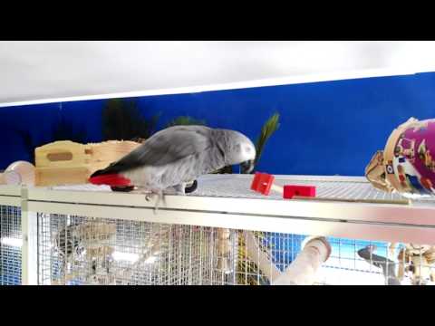 NICO DER ATTENTÄTER u. KUKI... spielen auf den Volieren