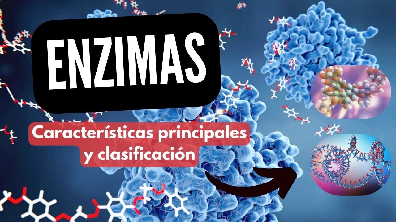 ENZIMAS, CATALIZADORES BIOLÓGICOS I CLASIFICACIÓN Y CARACTERÍSTICAS PRINCIPALES