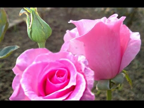 How do we care for the roses this time?/বেশি ফুল পেতে গোলাপ গাছের পরিচর্যা Video