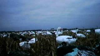 preview picture of video 'South Dakota Snow Goose Hunt'