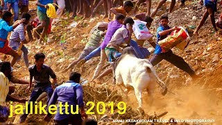 preview picture of video 'Jallikettu Tamilnadu Madurai Palamedu 2019 Manu kadakkodam Travel Wild Photography'