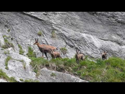 Die Junge Gämse mit Mutter