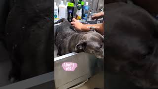 Video preview image #1 Bulldog-Unknown Mix Puppy For Sale in Sanford, FL, USA