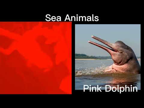 Manson the dog becoming canny (Sea animals)