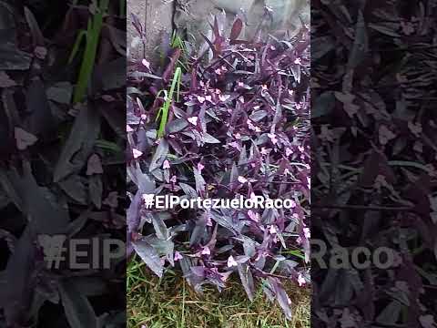 El Portezuelo, Raco, Tucuman