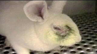 EU extends ban on animal-tested cosmetics