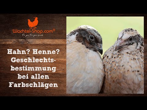 , title : 'Hahn? Henne? Geschlechtsbestimmung bei Legewachteln inkl. Kloakentest'