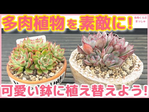多肉植物の植え替えはいつできますか? 多肉植物の植え替えは、3月から5月の春に行うことができます。
