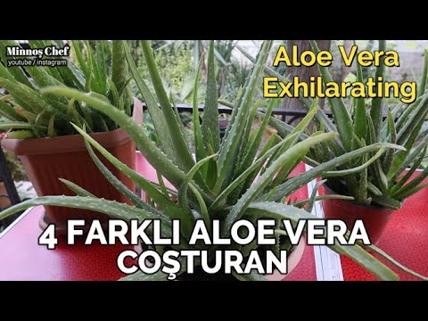 , title : '#Aloevera 4 Farklı Aloe Vera Coşturan Bitki Besini.Sıvı Bitki Besini'