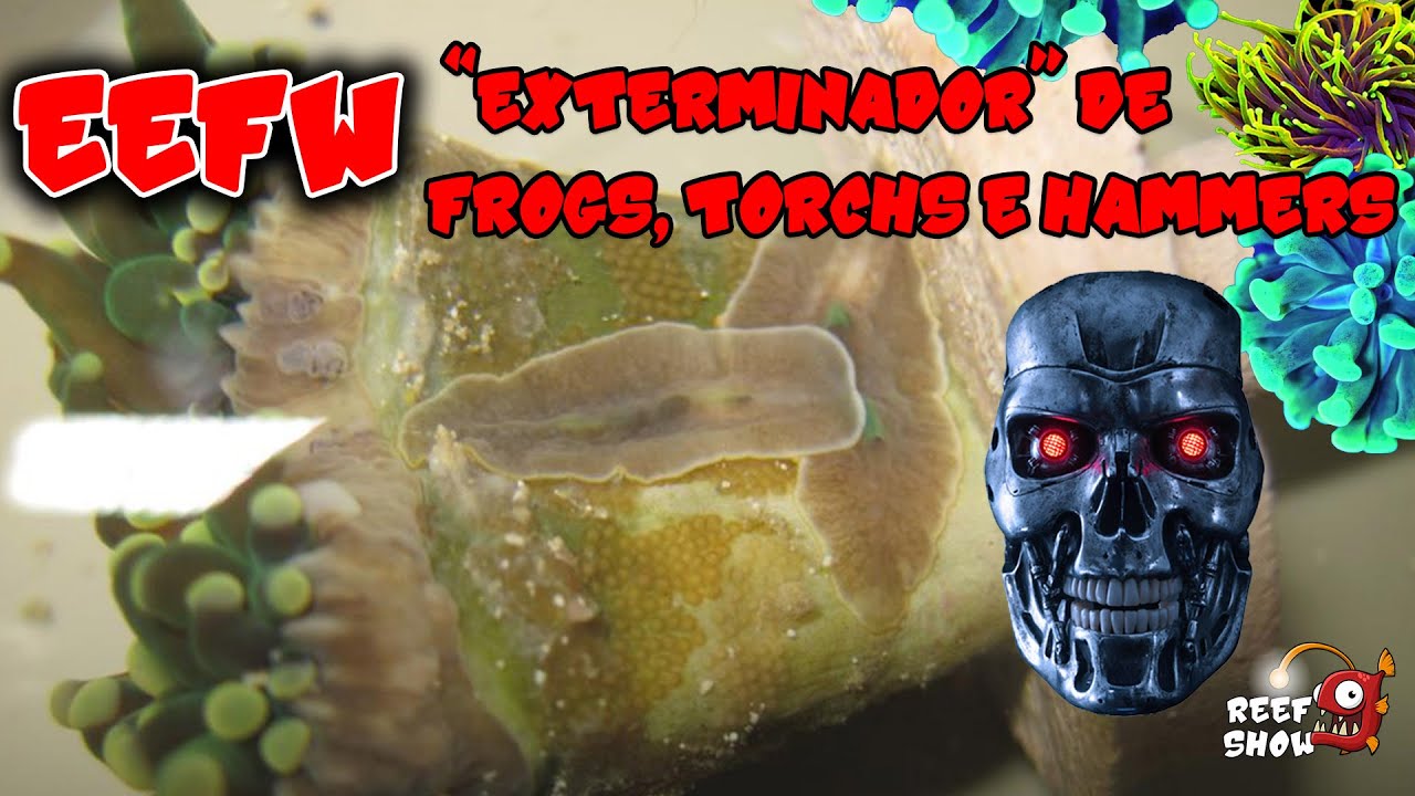 PROBLEMAS com CORAIS TORCH, HAMMER e FROG? Conheça a EEFW - Planária Comedora de Euphyllias