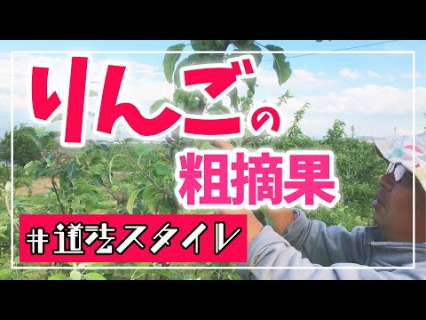 大きなリンゴをたくさん収穫するには、いつ、どのようにリンゴの木を剪定すればよいでしょうか？完全ガイド！  庭園