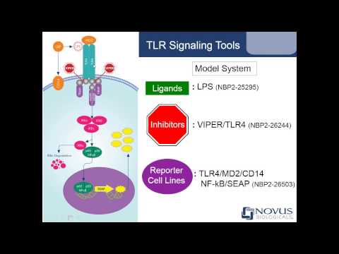 Activating and Inhibiting Toll like Receptor Signaling Pathways