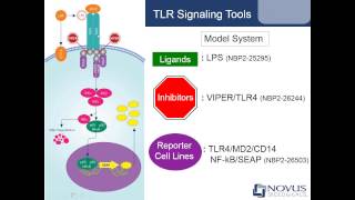 Activating and Inhibiting Toll like Receptor Signaling Pathways