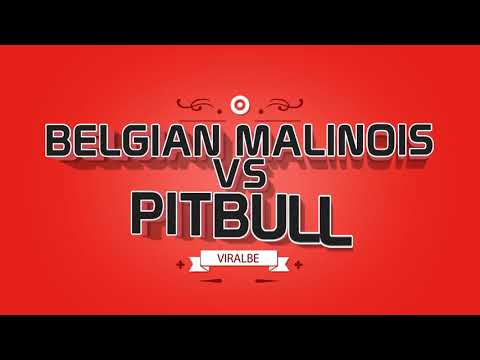 Malinois VS Pitbull