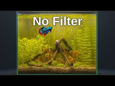 How To Make An Easy Planted Betta Fish Aquarium Without Filter - Step By Step Guide