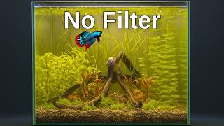 How To Make An Easy Planted Betta Fish Aquarium Without Filter - Step By Step Guide