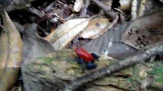preview picture of video 'Strawberry poison dart frog   ( Oophaga pumilio ) .Fleeing an attack'