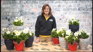 How to Care for Hellebores Indoors ENGLISH GARDENS
