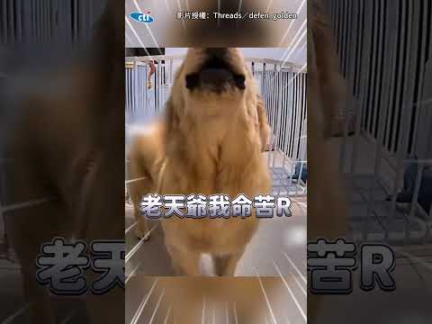 【戲精第1名】主人只是倒垃圾！阿金監視器前哭嚎：沒人在乎偶QQ？@吃瓜第一排teatime #shorts