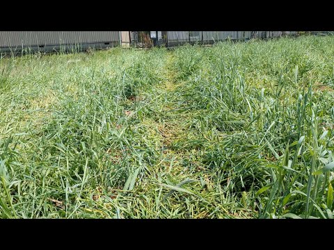 タンジーの葉のファセリア ファセリア タナセティフォリアを緑肥植物カバーとして使用する方法 蜂蜜植物の花束