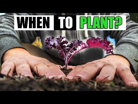 When To Plant Kale - Garden Quickie Episode 177