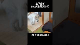 土下座がまったく通用しない愛犬　#greatpyrenees #大型犬のいる生活 #大型犬 #大型犬と暮らす #グレートピレニーズ #愛犬 #犬のいる生活 #可愛い #ゴールデンレトリバー