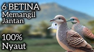Download lagu 6 SUARA BETINA❗PERKUTUT JANTAN PASTI NYAUT. mp3 Download lagu 6 SUARA BETINA❗PERKUTUT JANTAN PASTI NYAUT. mp3