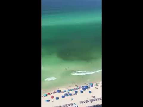 Shark Circles Unsuspecting Swimmer On Florida Beach