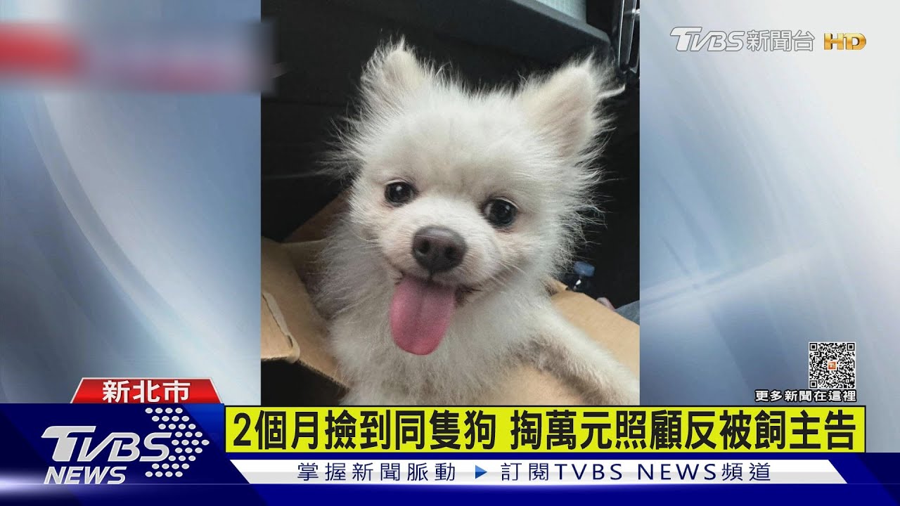 2個月撿到同隻狗　掏萬元照顧反被飼主告