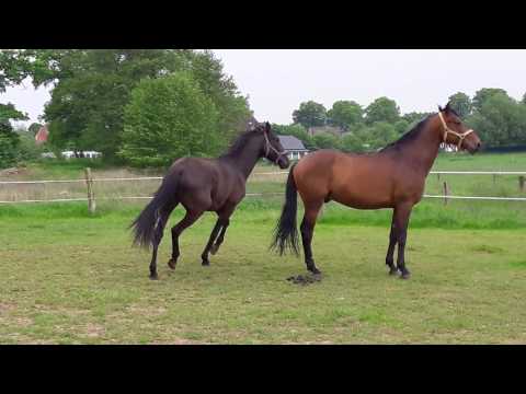 PRE´s Allaus + Mesajero 1 x auf der Weide zusammen