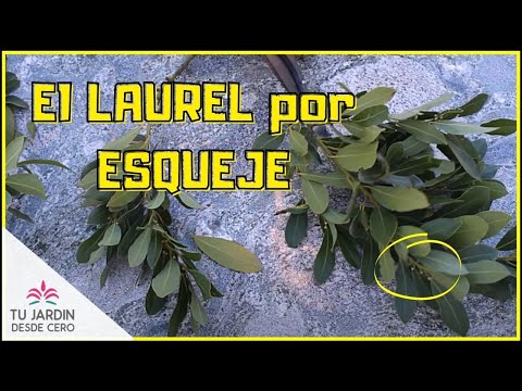How to Propagate Laurel from Cuttings 🌳