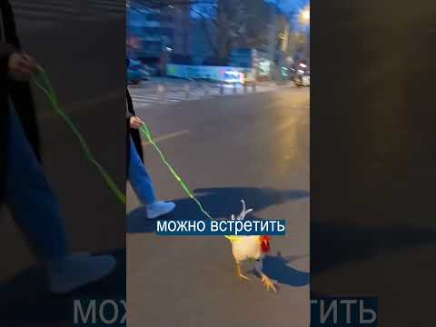 Петушиный Тренд: Китайцы Выгуливают Кур на Поводке
