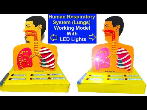 brain working model 3d science project for exhibition in simple and easy diy parts craftpiller