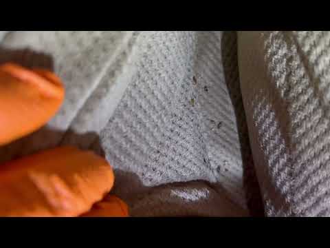 Couch Cushions Loaded with Bed Bugs in Allentown, NJ