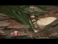 DEEP: Arrest made after 9 venomous snakes found in Meriden home