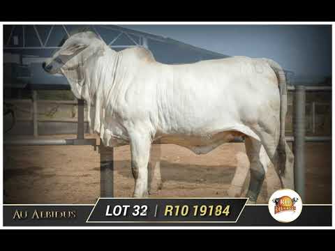Au Albidus Brahman Auction : RIO Brahman on offer.