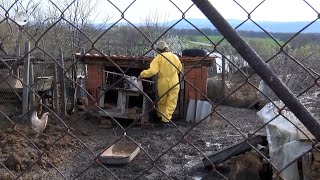 Заради инфлуенца умъртвяват 19 000 кокошки в хасковското село Криво поле
