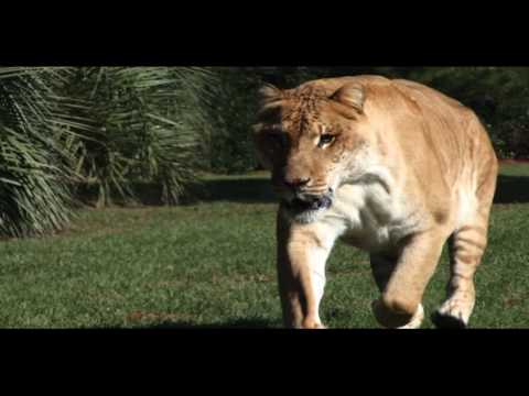 The Truth about Ligers