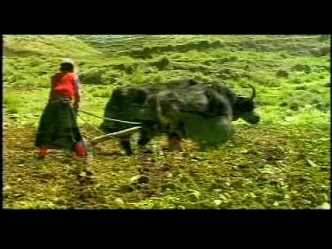 tibetan song love by golpo namgyal