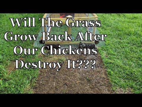 Chickens Will Destroy Your Lawn! Does It Ever Grow Back???